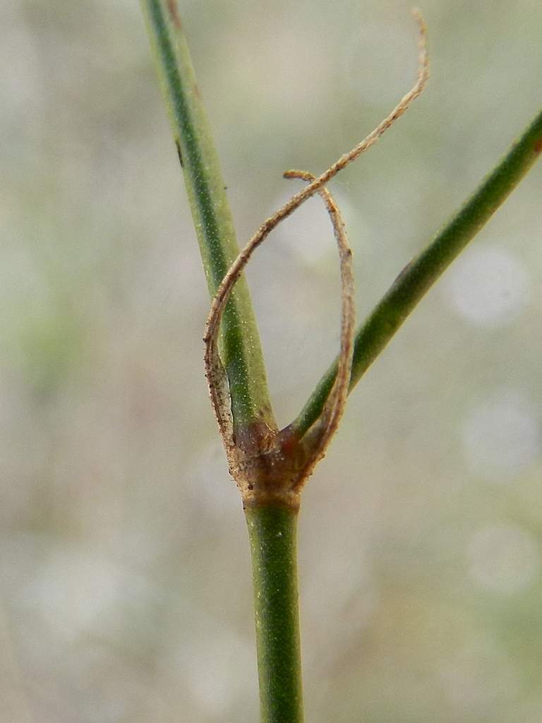 Petrorhagia saxifraga